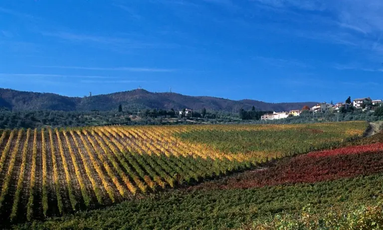 Carmignano, il Comune apre lo “Sportello agronomico” per le coltivazioni biologiche